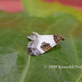 blue-bordered carpet (Plemyria rubiginata) Kenneth Noble